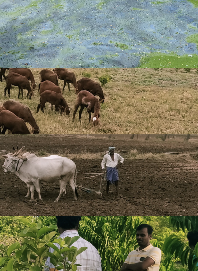 A collage of four images depicting water, environment, land, and livelihoods. Image one is that of water in a lake. Image two is of a herd of goats grazing. Image three is of a farmer tilling his field with the help of two bulls. Image four is of two men speaking to each other among plants.